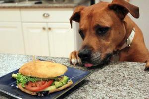 dog and a burger