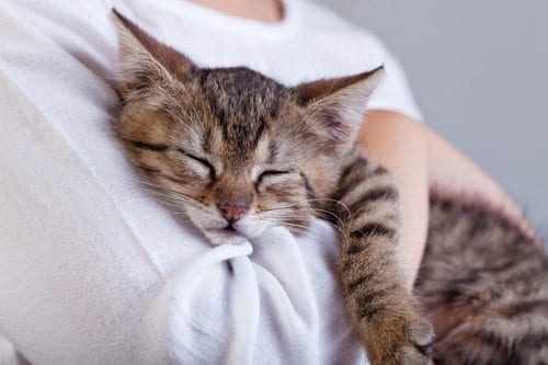 little kitten sleeping on child arm