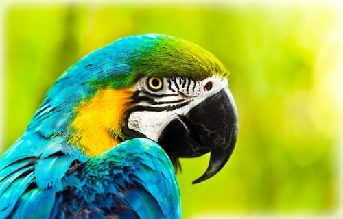 How to Care for a Parrot - Pet Supplies Plus