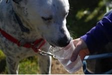dog drinking water with a glass