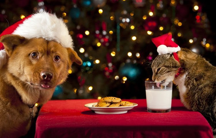 pets-and-holiday-food